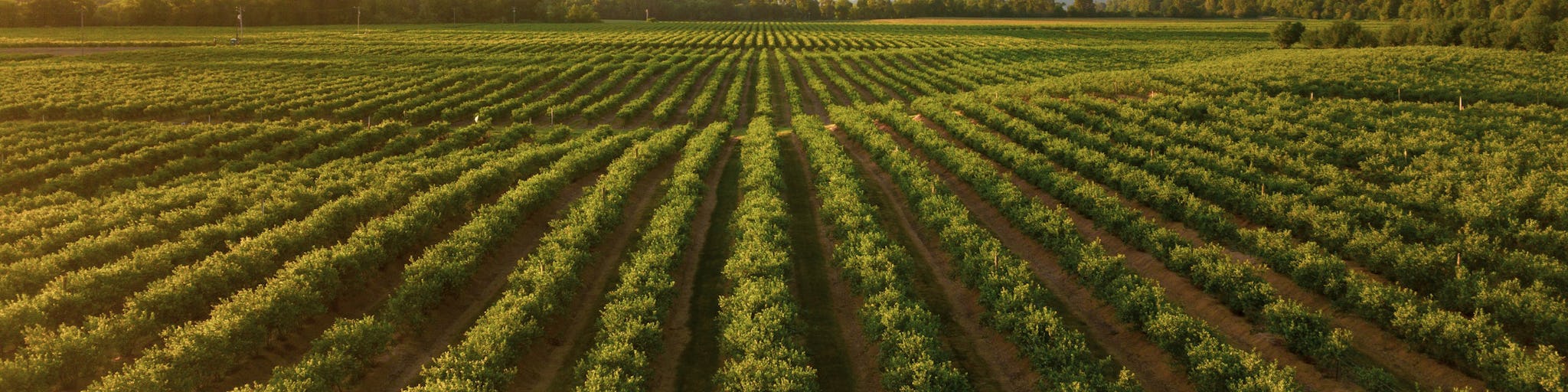 crop field perfect for agricultural asset tracking